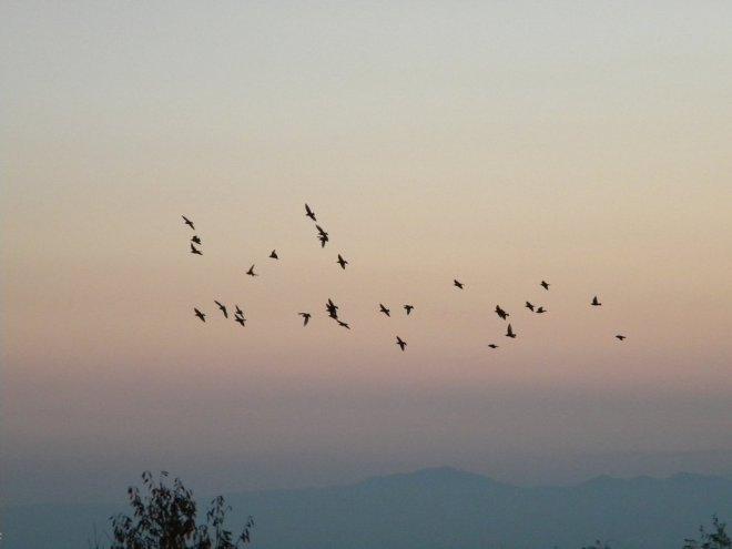 free_bird_in_the_sky_by_zara_fsol-d3atebn